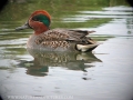teal, teals, teal ducks-2